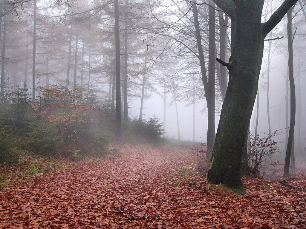 Trail path through the Teutoburg Forest along the Hermannsweg hiking route, showing woodland terrain associated with the Battle of the Teutoburg Forest.